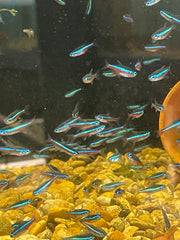 Green Neon Tetra